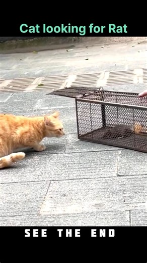 Cat vs rat ... cat chasing rat