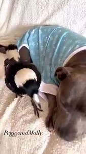 462K views · 36K reactions | Hey guys let’s play a game . It’s kinda like duck duck goose . I’ll tap your finger nails and as soon as I start singing your it . Ok GO Molly is tapping lightly on everybody’s (not just the dogs but humans too ) fingernails . This is a little ritual Molly does and we would like to know why Molly does this  *molly is not annoying any of us in this process * | Peggy and Molly | Facebook