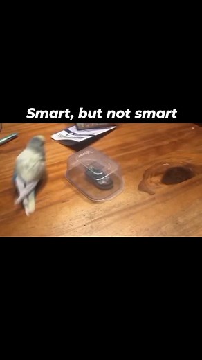 Smart parrot daily on Instagram: "Day 140 #heysmart #reallysmart #parrot"