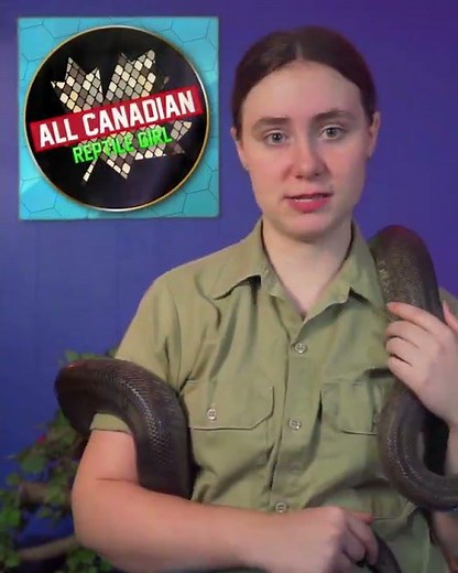 Macklots Pythons Make Great Pets! #shorts