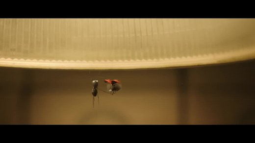 Minuscule 2: Mandibles from Far Away (2018) ⭐ 6.9 | Animation, Adventure, Comedy