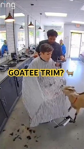 Goat Came for a Goatee Trim