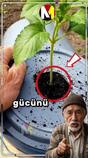 They're getting five times the yield by hanging the tomatoes upside down! 🍅🙃