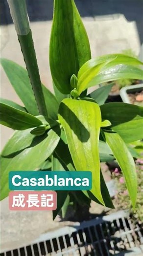 カサブランカ成長記 #花 #casablanca #flower #garden