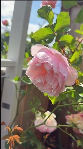 The Generous Gardener Rose 🌷#rosecaring#flowers#nature