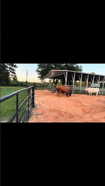 Chuck charges me! 🐂👨🏻‍🌾