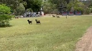 Feral goats on Woppa-Great Keppel Island