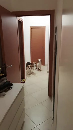 Adorable Beagle Dogs in Cozy Home Setting