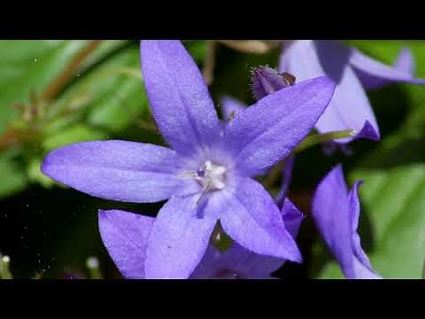 How to Grow Bellflower