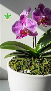 Fungsi Lumut Pinus untuk Tanaman, Apa Saja Sih Sebenarnya? #shorts