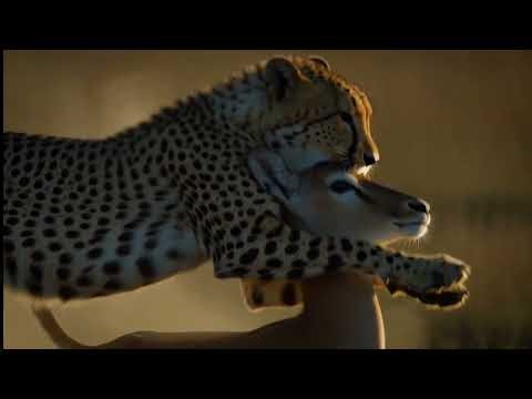 Cheetah: The Silent Killer of the Savannah (Full Documentary)”