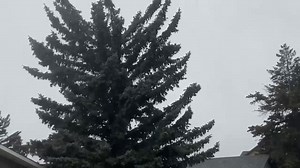 741K views · 5.6K reactions | Butte is being pummelled by strong winds this morning. The National Weather Service has issued a HIGH WIND WARNING for the Butte/Blackfoot region from 2 am to 8 pm Wednesday. West wind sustained between 30 to 40 mph with peak gusts up to 70 mph are possible. Please share your photos and videos below! | KXLF Butte | Facebook