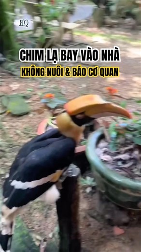 Thấy Chim Sách Đỏ Bay Vào Nhà, Anh Làm Điều Này