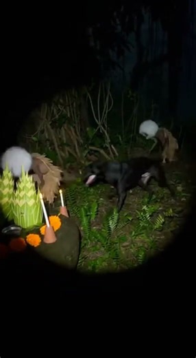 Caught on Camera: Strange Rituals in the Jungle Night (Forbidden Encounter)