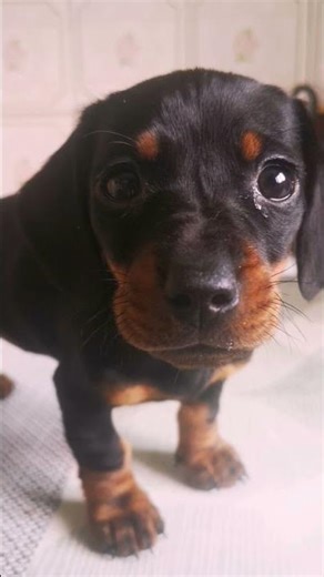 Cleo, first day together and forever ❤️❤️❤️❤️