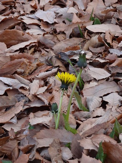 ‘Twilight Of Death’: Researchers Flag Third State Of Life