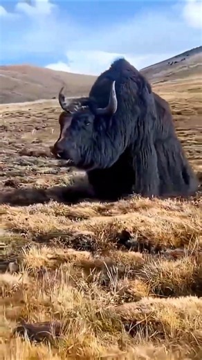 Solitary Life & Relentless Hunter 🏹 | Survival in the Remote Mountains.#foryoum #shortsfeed