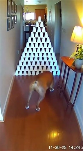 Boxer Dog destroys 50 Cup Wall 🧱💥 #shorts