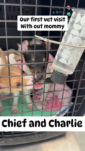 Chief & Charlie’s first vet visit 🐾Already learning “lick it” like pros 😂Such smart little tykes — we’re so proud of them 🤍 #sharpfoxfurfamily #sharpfoxtoyfoxterriers #sharpfoxtft #terrierheart #littleblessings #PuppyLove | Sharpfox toy fox terriers