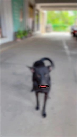 Dog maid voice 😀😀😀😀 #tranding #comedy #dogshorts