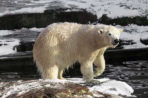 10 Animals with White Fur (Plus One That Looks White) - Wildlife Informer