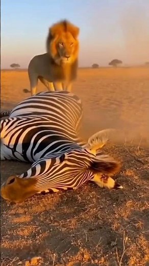 ZEBRA FART SAVES ITS LIFE! 💨😂