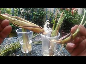 Rooting and Transplanting Lemon Grass the Easy Way