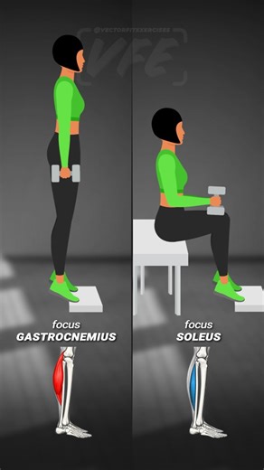 Vector Fitness Exercises on Instagram: "❗️ CALF RAISES: KNEE POSITION CHANGES THE FOCUS Same movement - different muscle emphasis 👇 Standing calf raises and seated calf raises are not interchangeable. 🔹 Straight knee (standing): • Main focus: Gastrocnemius • The visible calf muscle • Works best when the knee is extended 🔹 Bent knee (seated): • Main focus: Soleus • The deeper calf muscle located underneath the gastrocnemius • Knee flexion shifts the load to this muscle 💡 PRO TIP If you want f