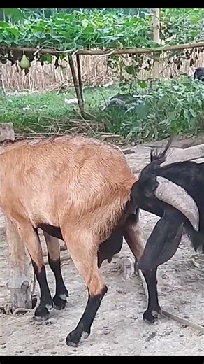 You Won’t Believe How Cute These Goats Are! 🐐😍 | Goat World