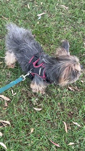 Chief and the #cat #kitty #dog #petsrule #puppy #dogbreed #funny #puppycat #doglife #yorkie #pets