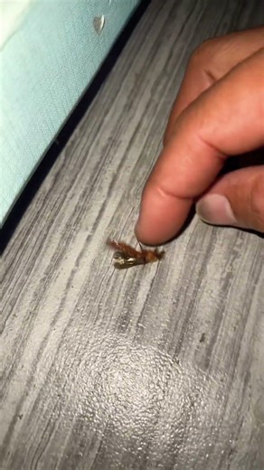 Look the insects come in the bedroom rush catch with hand #insect #shorts