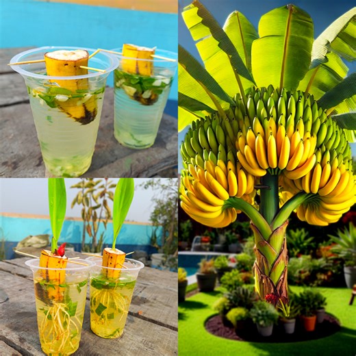 494K views · 3.7K reactions | Best & easy method for grow banana plant at home from fruits || Water propagation to home planting | DIY IndoorGarden | Facebook