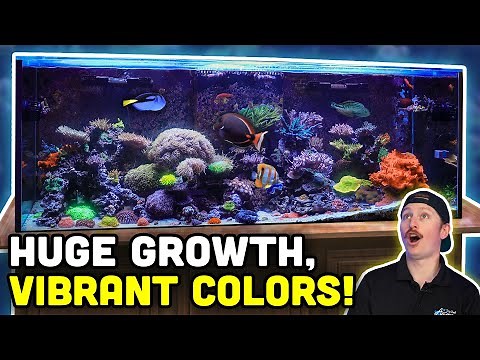 STUNNING 200 Gallon SPS Reef Tank Tour! Absolutely LOADED with Color & Life!