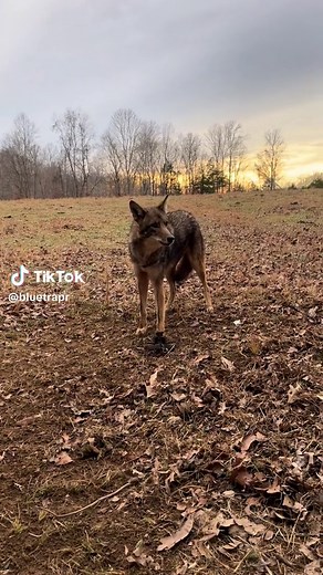 Coyote Growling and Snarling: Predatory Sounds Revealed