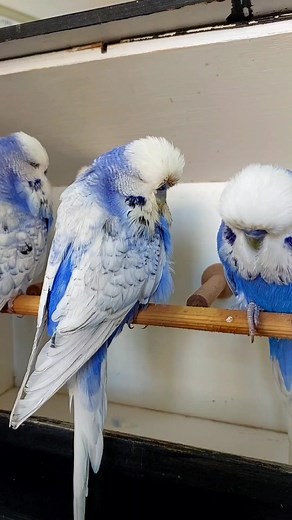 Exquisite Violet Budgerigar - Budgie Breeder Showcase