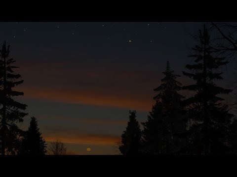 Twilight Forest Vibes with Chirping Crickets | ASMR Ambience for Sleep, Study & Tranquility