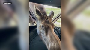 15K views · 326 reactions | Yikes! A North Dakota bow hunter looking to harvest a white-tailed deer got more than she bargained for on the hunt, and quite a story to tell when a “curious cow moose” approached her ground blind. FULL STORY: https://bit.ly/3ra9eNh | KFYR-TV | Facebook