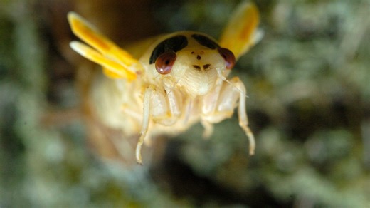 Cicada Brood XIV emerging in Massachusetts. See map of where and how long season lasts