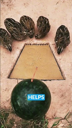 Simple Field Hack for Catching Birds