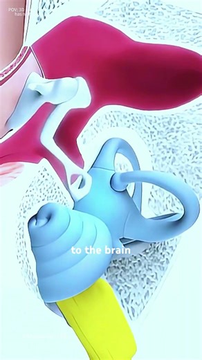 How Cochlear lmplant Works? (3D animation) #music #motivation #epic