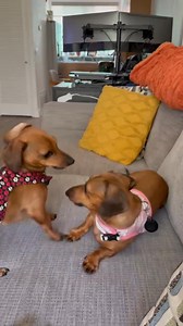 Our Young tweenie Molly x San Diego shelter is in the red vest. we believe she’s between three and five years old 12 pounds will be getting her dental next Wednesday other than that she’s fully vetted | Dachshund Rescue of Los Angeles