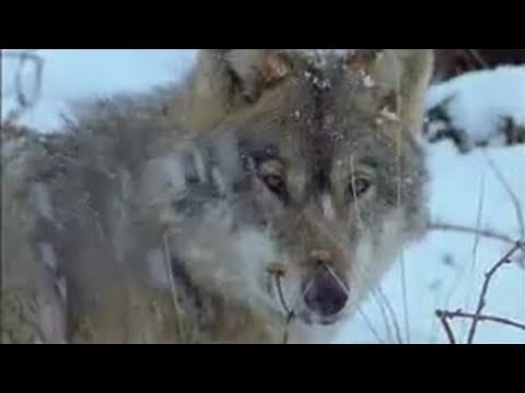 Bears and Wolves Fighting Over Precious Food in the Winter | BBC Studios