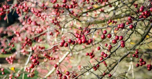 How to grow hawthorn
