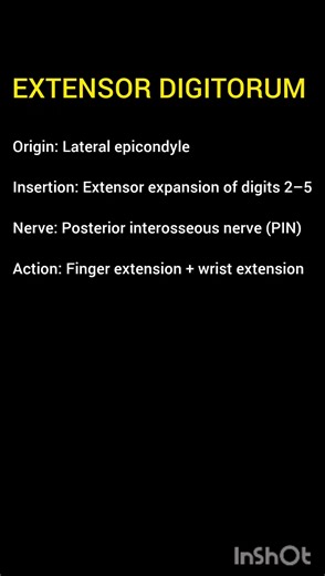 EXTENSOR DIGITORUM #physionotes #bpt #upperlimb #doctor #flashcards #physiotherapy #medical #medico