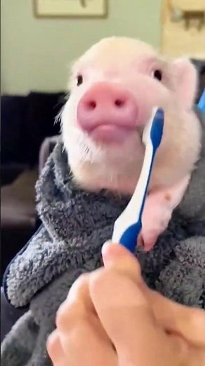 Animal Short Funny Video Compilation | Cute and Funny Animals Moments | Viral Animal Comedy #shorts