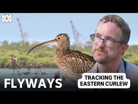 Tracking the Eastern Curlew | Flyways: The Story of Migratory Shorebirds | ABC TV + iview