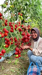 Tomat Megalodon Merah Menyala, Panen Tak Perlu Uang