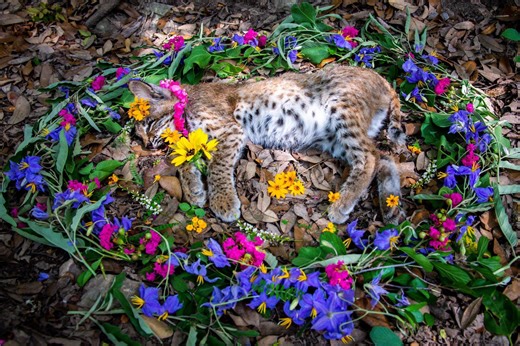 Photographer creates beautiful memorials for dead animals found on the side of the road