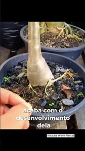 Want to discover how to care for your plants? Watch the full videos on the channel! - @wenyplantas