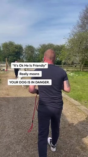 Dog Safety Tips: Is Your Dog Friendly?